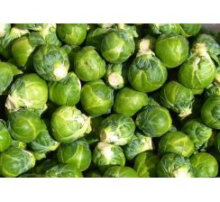Kapusta brukselka
