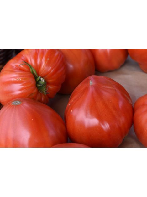 Pomidor bawole sercowaty