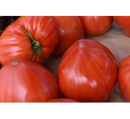 Pomidor bawole sercowaty